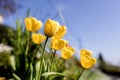 A bed of yellow tullips in bloom against a blue sky in spring in