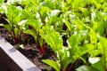 A bed of young beet sprouts. Organic vegetable garden.