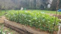 bed with young broad bean plants with stakes to grow in raised wooden bed in the vegetable garden Royalty Free Stock Photo