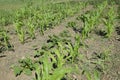 A bed with young corn and pumpkins. Garden. Royalty Free Stock Photo