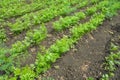 A bed of young green carrot plants Royalty Free Stock Photo