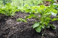 Bed with a young green tops of potatoes in the village, overcast Royalty Free Stock Photo