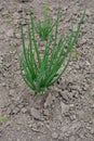 A bed with young onion bushes. Organic clean products Royalty Free Stock Photo