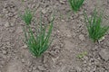 A bed with young onion bushes. Organic clean products Royalty Free Stock Photo