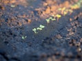 The bed with young shoots of cucumber after watering Royalty Free Stock Photo