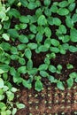 Bed with young shoots in a greenhouse. View from above. Plants for vegetarian salad. A new spring season for planting Royalty Free Stock Photo