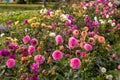 Bed of Zinnia elegans common zinnia