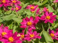 Bed of zinnia