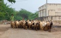 Rural Herder