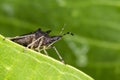 Bedbug behind the leaf macro photo