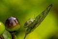 A bedbug on a chilli leaf on a green background