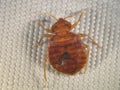 Bedbug, Cimex lectularius Royalty Free Stock Photo