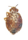 Bedbug, Cimex lectularius Royalty Free Stock Photo