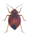 Bedbug, Cimex lectularius Royalty Free Stock Photo