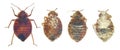 Bedbug, Cimex lectularius. Concept of Microbial Control of Insects.