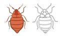Bedbug or Cimex lectularius Vector Illustration