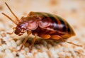 Bedbug Close up of Cimex hemipterus - bed bug on bed background , High quality photo Royalty Free Stock Photo