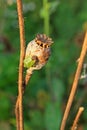 Bedbug on dry poppy head Royalty Free Stock Photo