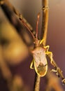 bedbug, Gonocerus acuteangulatus, typical hemiptera of the med