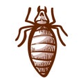 Bedbug hand drawn icon. Cimex, insect that feed on human blood pictogram. Royalty Free Stock Photo