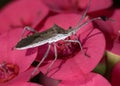 Bedbug insect on flower extreme close up photo