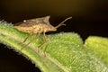 Bedbug on leaf - Macro photo of beetle on a leaf