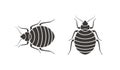 Bedbug logo. Isolated bedbug on white background Royalty Free Stock Photo