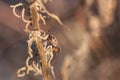 A bedbug Rhynocoris sp Rhynocoris iracundus on a dry branch Royalty Free Stock Photo