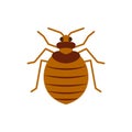 Bedbug insect pest single flat color vector icon Royalty Free Stock Photo