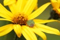 Bedbug sits on a yellow flower.