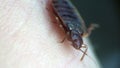 Bedbug sitting on human skin