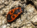 Bedbug-soldier on a tree trunk, red-black beetle, super macro mo Royalty Free Stock Photo