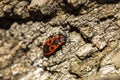 Bedbug-soldier on a tree trunk, red-black beetle, super macro mo Royalty Free Stock Photo