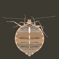 Bedbug is an unpleasant pest that drinks human blood.