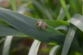 Bedbug on leaf of oat