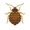 Bedbug on White Background. Vector