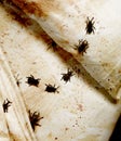 Bedbugs