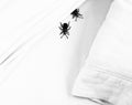 Bedbugs Royalty Free Stock Photo