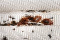 Bedbugs group on the matress cloth macro Royalty Free Stock Photo