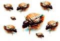 Bedbugs image with selective focus