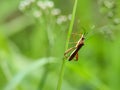 bedbugs on plants