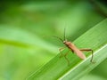 bedbugs on plants