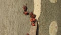 Bedbugs soldiers on a maple leaf