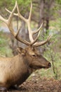 Bedded Bull Elk Portrait Royalty Free Stock Photo