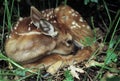 Bedded Down Whitetail Fawn