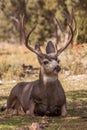 Bedded Mule Deer Buck Royalty Free Stock Photo