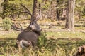 Bedded Mule Deer Buck Royalty Free Stock Photo