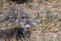 Bedded Mule Deer Buck Royalty Free Stock Photo