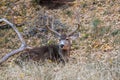 Bedded Mule Deer Buck in Velvet Royalty Free Stock Photo