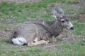 Bedded mule deer buck in wooded area. Royalty Free Stock Photo